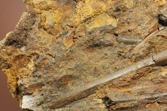 貴重！発掘現場そのまんま。エドモントサウルスの脊椎骨などさまざまな骨の集合（スラブ）（その17）