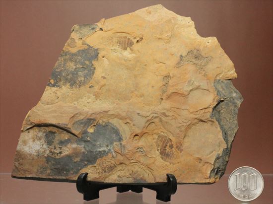珍しいトンボの幼体（ヤゴ）の化石（その10）