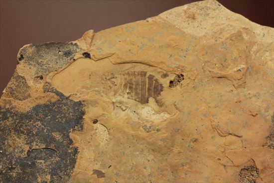 珍しいトンボの幼体（ヤゴ）の化石（その2）
