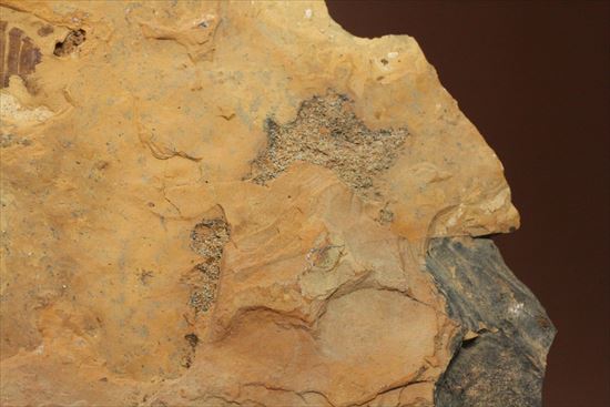珍しいトンボの幼体（ヤゴ）の化石（その3）