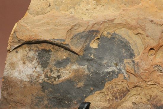 珍しいトンボの幼体（ヤゴ）の化石（その5）