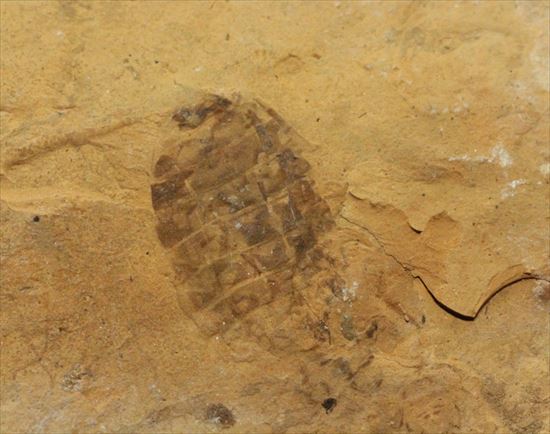 珍しいトンボの幼体（ヤゴ）の化石（その8）