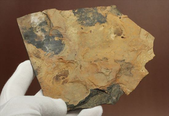 珍しいトンボの幼体（ヤゴ）の化石（その9）