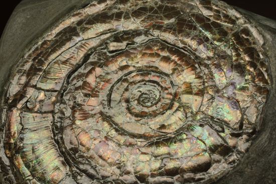 直径7ｃｍの大ぶりフィロセラスアンモナイト化石（その11）