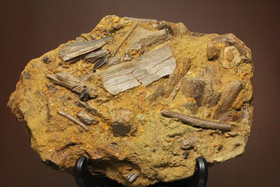 エドモントサウルスの集合化石（その1）
