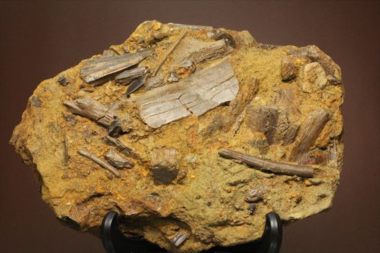 エドモントサウルスの集合化石(その1)