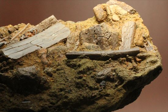 エドモントサウルスの集合化石（その14）