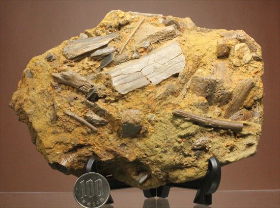 エドモントサウルスの集合化石（その16）