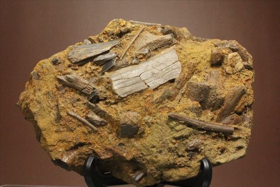 エドモントサウルスの集合化石(その9)