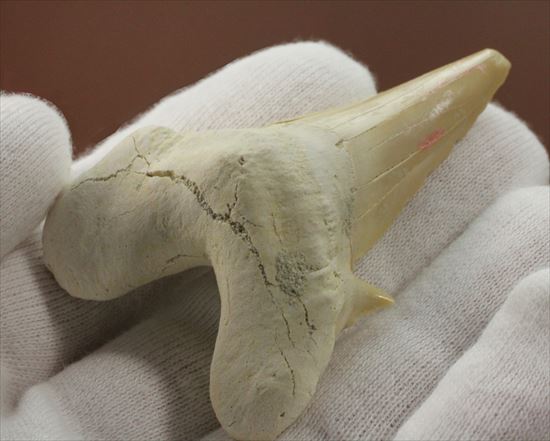 あの化物ザメ、メガロドンの祖先のサメの歯化石　ネズミザメの歯化石(Otodus obliqqus)（その2）