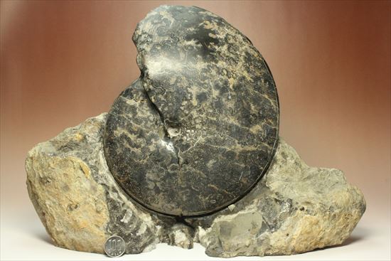 珍しい!重厚で立派なメキシコ産アンモナイト。マーケットではほとんど見かけません!(その1)
