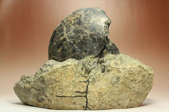 珍しい!重厚で立派なメキシコ産アンモナイト。マーケットではほとんど見かけません!(その13)