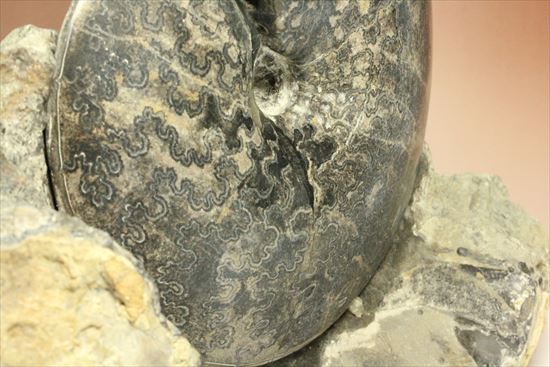 珍しい!重厚で立派なメキシコ産アンモナイト。マーケットではほとんど見かけません!(その18)
