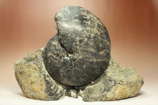 珍しい!重厚で立派なメキシコ産アンモナイト。マーケットではほとんど見かけません!(その5)
