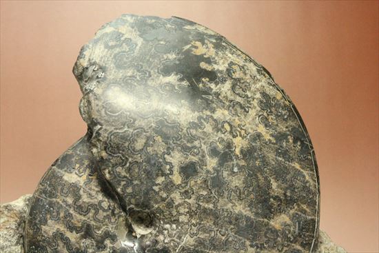 珍しい!重厚で立派なメキシコ産アンモナイト。マーケットではほとんど見かけません!(その6)