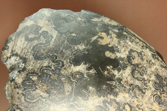 珍しい!重厚で立派なメキシコ産アンモナイト。マーケットではほとんど見かけません!(その9)