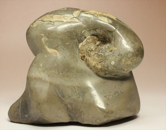 スタンド要らず！ゆる巻ユニークなアンモナイト（ammonite）北海道産（その1）