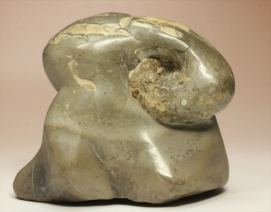 スタンド要らず!ゆる巻ユニークなアンモナイト(ammonite)北海道産(その1)
