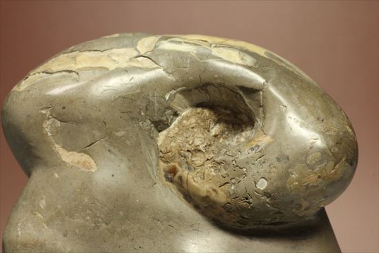 スタンド要らず!ゆる巻ユニークなアンモナイト(ammonite)北海道産(その2)