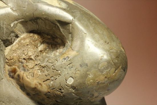 スタンド要らず!ゆる巻ユニークなアンモナイト(ammonite)北海道産(その3)