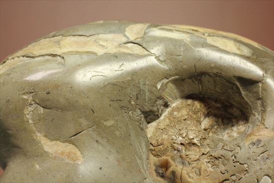 スタンド要らず!ゆる巻ユニークなアンモナイト(ammonite)北海道産(その4)