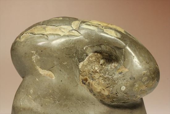 スタンド要らず!ゆる巻ユニークなアンモナイト(ammonite)北海道産(その5)