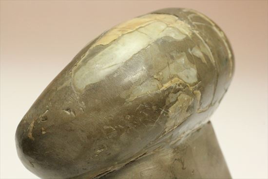 スタンド要らず!ゆる巻ユニークなアンモナイト(ammonite)北海道産(その6)