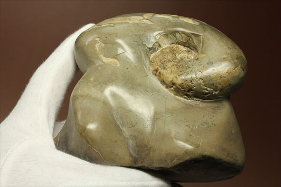スタンド要らず!ゆる巻ユニークなアンモナイト(ammonite)北海道産(その7)