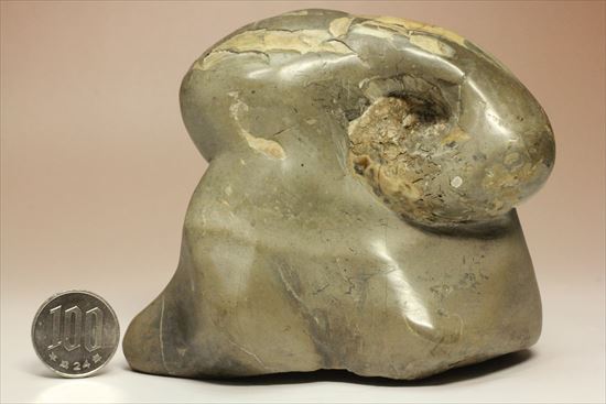 スタンド要らず！ゆる巻ユニークなアンモナイト（ammonite）北海道産（その8）