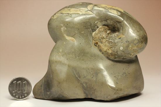 スタンド要らず!ゆる巻ユニークなアンモナイト(ammonite)北海道産(その8)