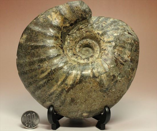 牧歌的で朴訥とした味わいのある白亜紀アンモナイト(ammonite)(その10)