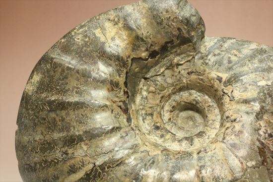 牧歌的で朴訥とした味わいのある白亜紀アンモナイト(ammonite)(その2)