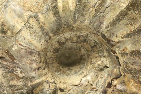 牧歌的で朴訥とした味わいのある白亜紀アンモナイト(ammonite)(その3)