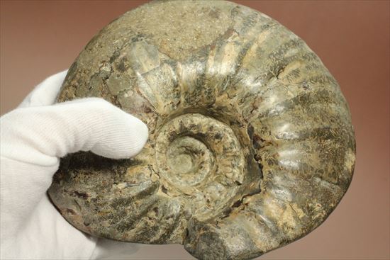 牧歌的で朴訥とした味わいのある白亜紀アンモナイト(ammonite)(その4)