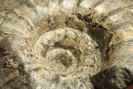 牧歌的で朴訥とした味わいのある白亜紀アンモナイト(ammonite)(その5)