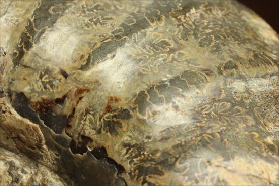 牧歌的で朴訥とした味わいのある白亜紀アンモナイト(ammonite)(その6)