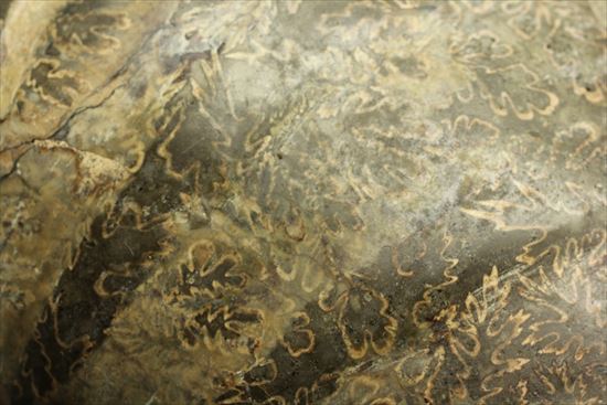 牧歌的で朴訥とした味わいのある白亜紀アンモナイト(ammonite)(その7)