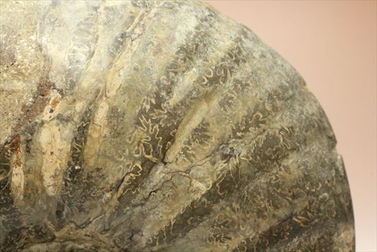 牧歌的で朴訥とした味わいのある白亜紀アンモナイト(ammonite)(その9)