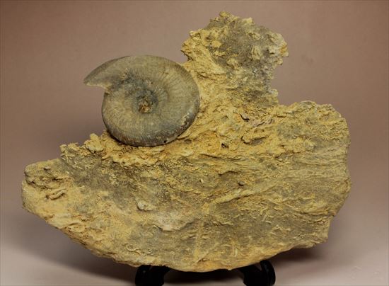 フランス産ジュラ紀のアンモナイト(Ammonite)（その1）