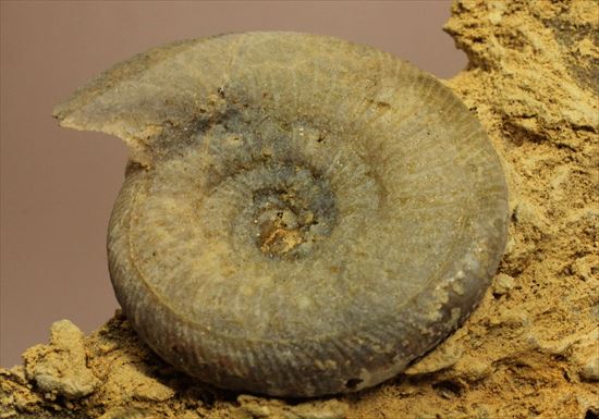 フランス産ジュラ紀のアンモナイト(Ammonite)（その12）