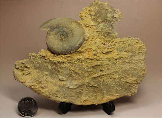 フランス産ジュラ紀のアンモナイト(Ammonite)（その14）