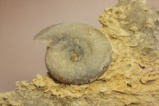フランス産ジュラ紀のアンモナイト(Ammonite)（その2）