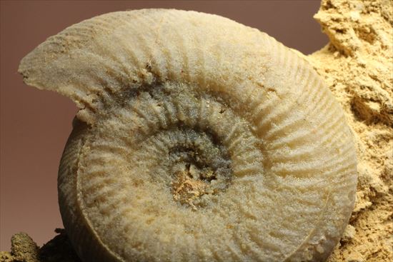 フランス産ジュラ紀のアンモナイト(Ammonite)（その3）