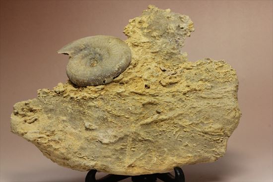 フランス産ジュラ紀のアンモナイト(Ammonite)（その5）
