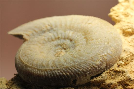 フランス産ジュラ紀のアンモナイト(Ammonite)（その6）