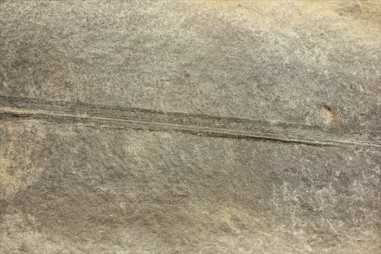 レア！石炭紀の植物化石（ノジュールでネガポジあり）（その7）