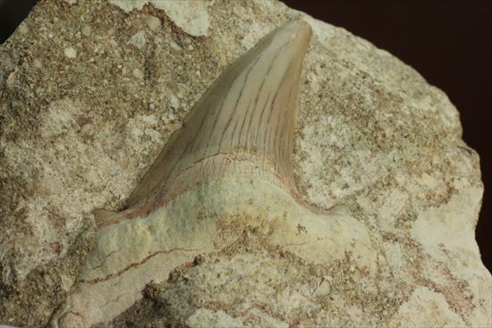メガロドンの遠い祖先！海の支配者化け物ザメ　オトダスの歯化石(Otodus obliqqus)（その10）
