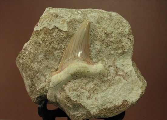 メガロドンの遠い祖先！海の支配者化け物ザメ　オトダスの歯化石(Otodus obliqqus)（その2）