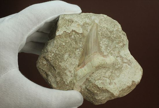 メガロドンの遠い祖先！海の支配者化け物ザメ　オトダスの歯化石(Otodus obliqqus)（その7）