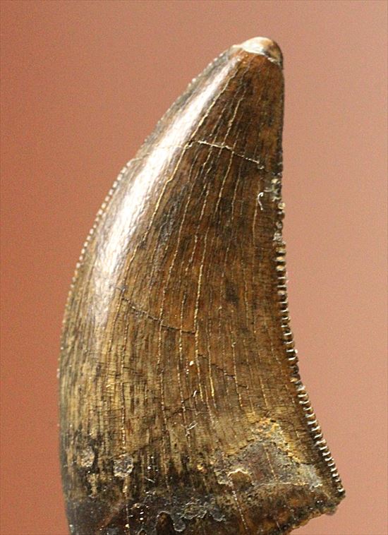 俊足肉食恐竜ドロマエオサウルスの鋭い歯の化石(その1)